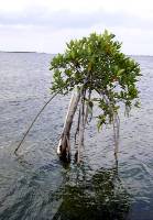 Principle of mangrove Adaptation - Mangrove Seedlings