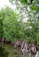 Mangrove Coastal Resilience