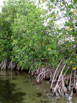 Mangrove Coastal Resilience