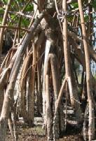 Mangrove Reforestation Methodolgy