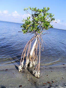 REM Mangrove Encasement Device