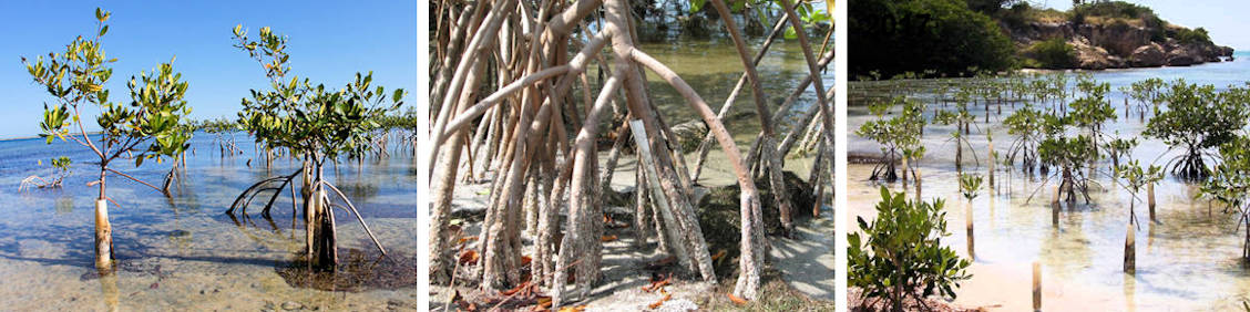 Fringe Mangrove Reforestation