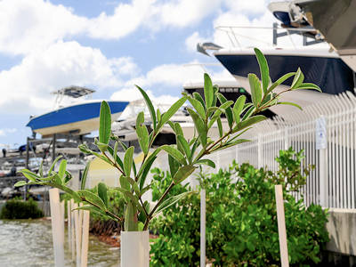 Mangrove Green Infrastructure