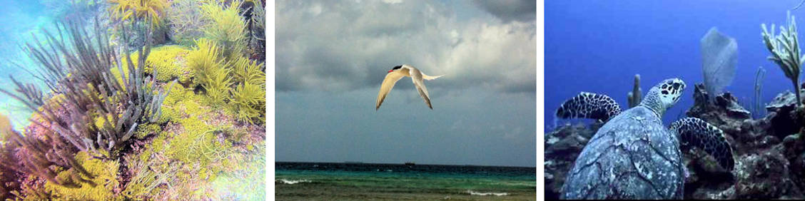 Mangrove & Coral Reef Ecosystems