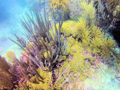 Mangrove & Coral Reef Ecosystems