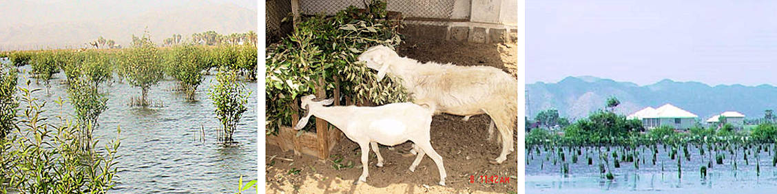 Mangrove Agroforestry & Sustainability