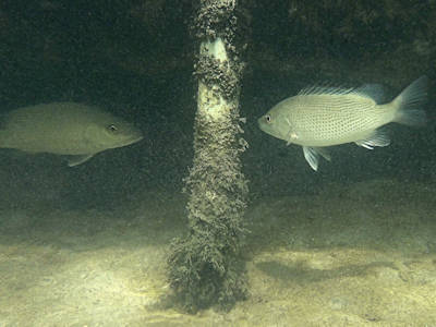 Mangrove Biodiversity