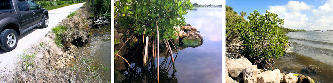 Mangrove Coastal Resilience
