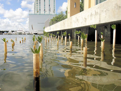 On-Site Mangrove Mitigation