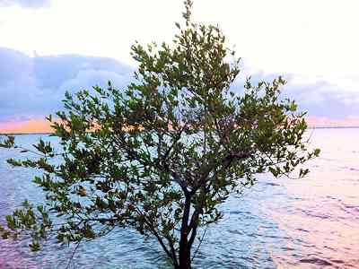 Green Funeral Services