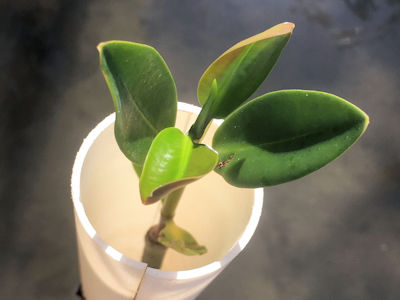 REM Mangrove Reforestation