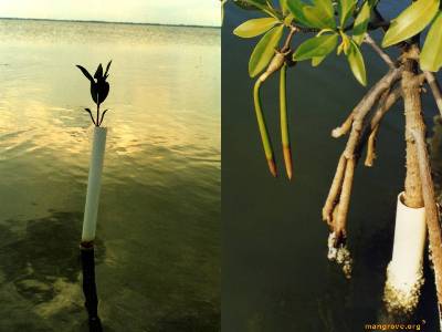 REM Principle Mangrove of Isolation