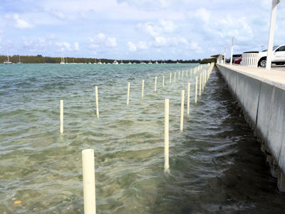 Mangrove Reforestation Technology