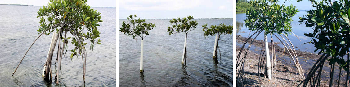 REM Principle of Mangrove Adaptation