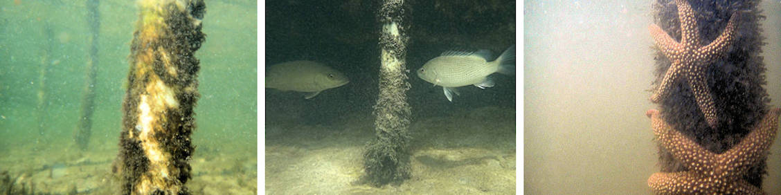 REM Mangrove Biodiversity