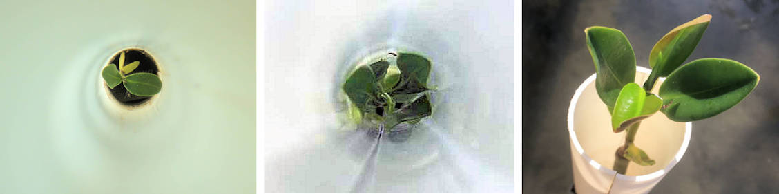 REM Principle of Mangrove Isolation