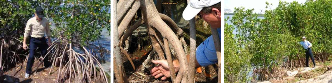REM Mangrove Reforestation Methodology