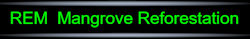 Mangrove Ecosystem