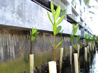 Mangrove Sustainable Development