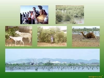 Sustainable Mangrove Agroforestry