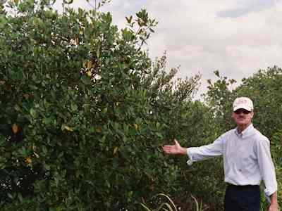 Sustainable Mangrove Ecosystems