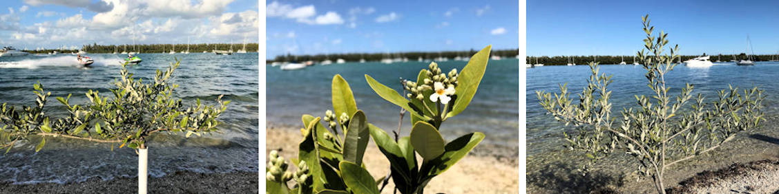 Urban Mangrove Reforestation Ecology
