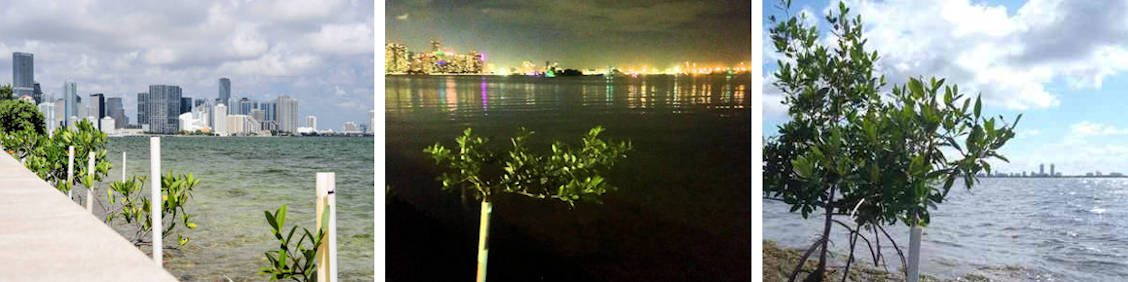 Urban Mangrove Reforestation