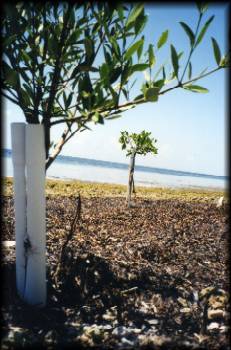 Patent Pending Design