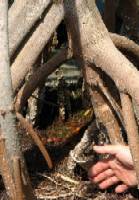 Shoreline Accretion and Mangrove Overgrowth